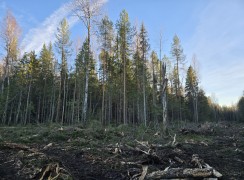 Договор аренды леса